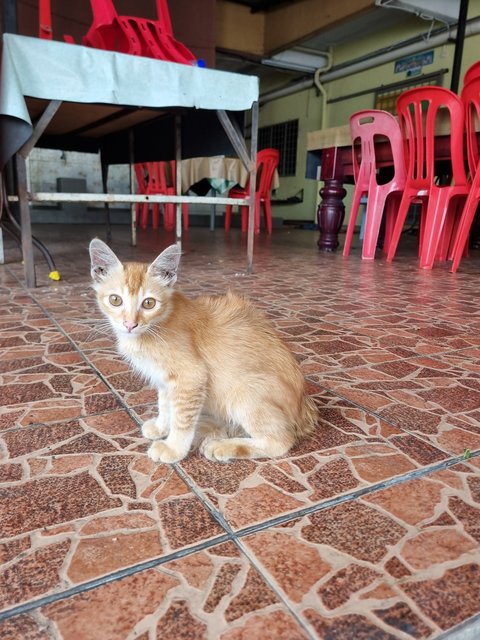 Algus  - Domestic Long Hair Cat