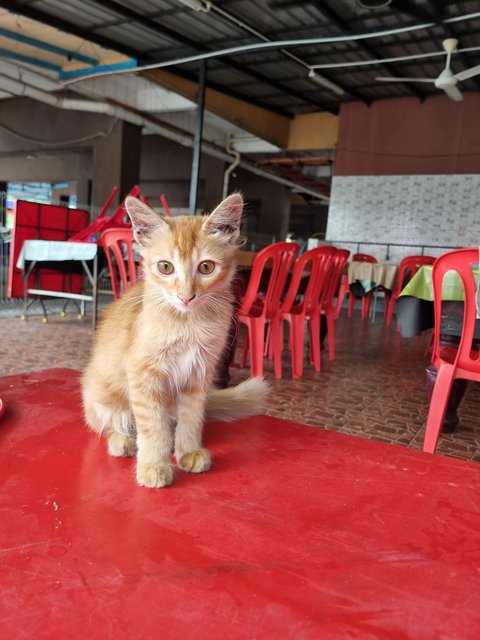 Algus  - Domestic Long Hair Cat