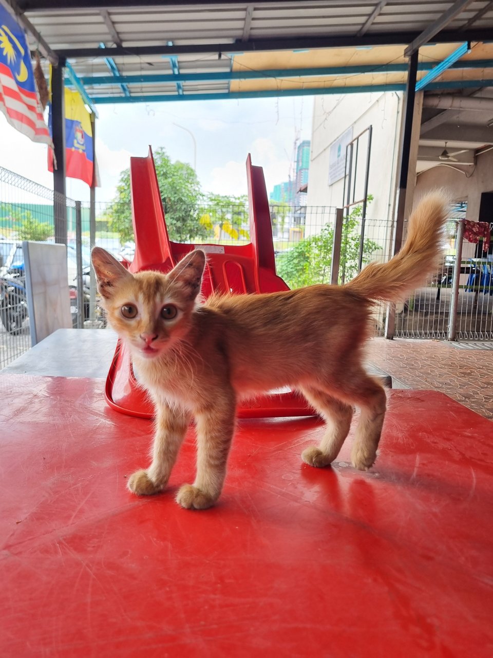 Algus  - Domestic Long Hair Cat