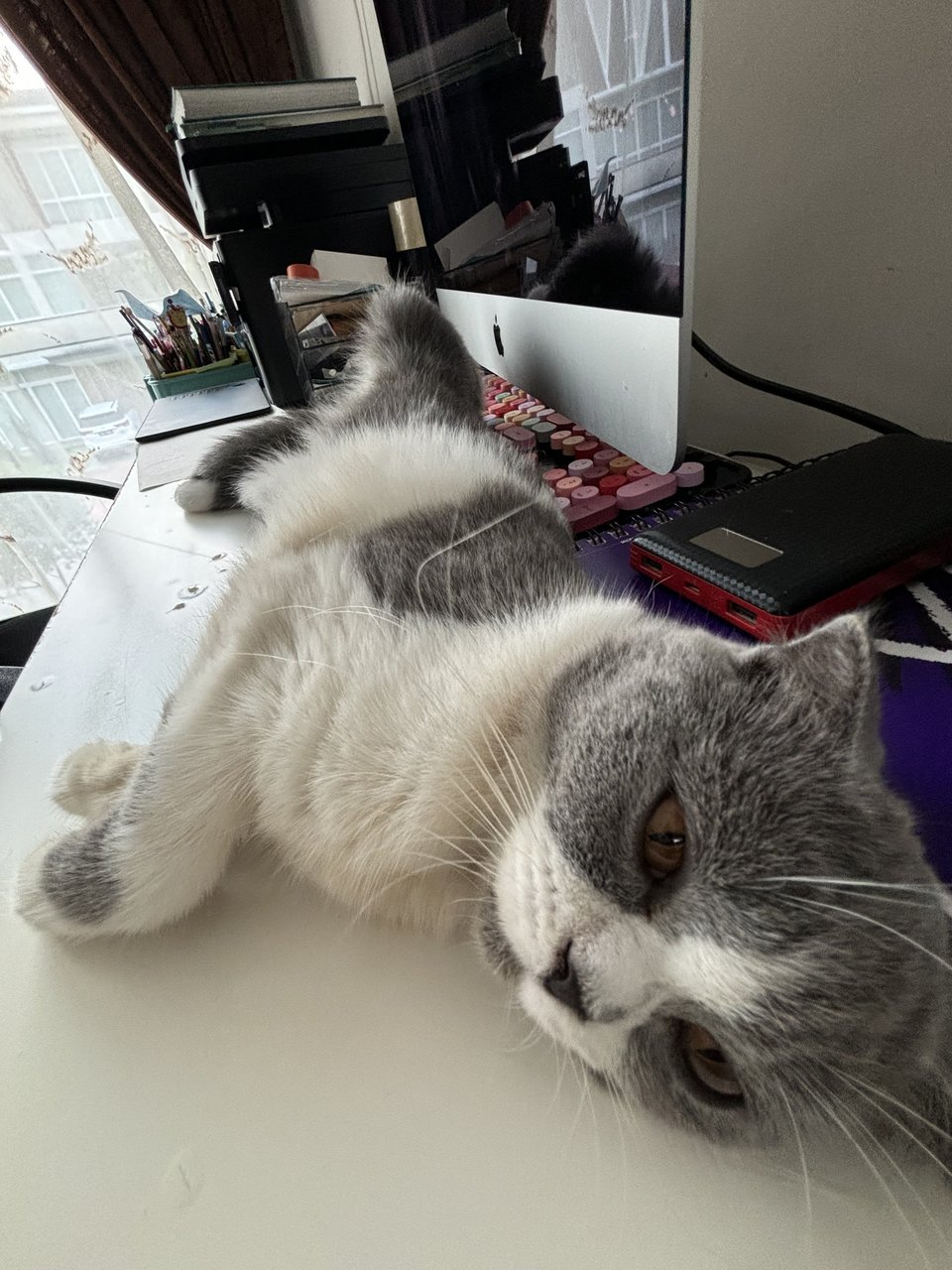 Daisy - British Shorthair Cat