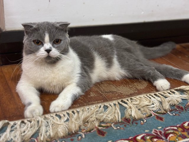 Daisy - British Shorthair Cat