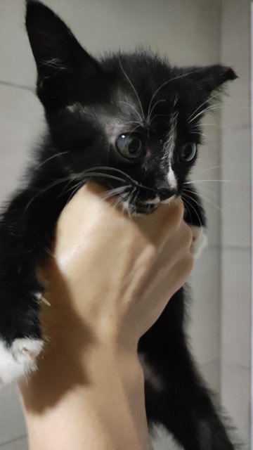 Mochi, 1 Month - Domestic Short Hair Cat