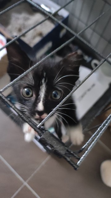 Mochi, 1 Month - Domestic Short Hair Cat