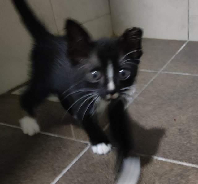 Mochi, 1 Month - Domestic Short Hair Cat