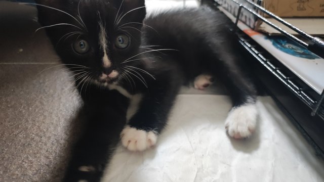 Mochi, 1 Month - Domestic Short Hair Cat