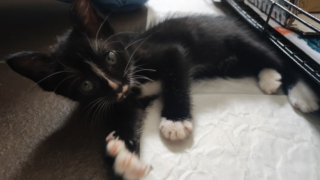 Mochi, 1 Month - Domestic Short Hair Cat