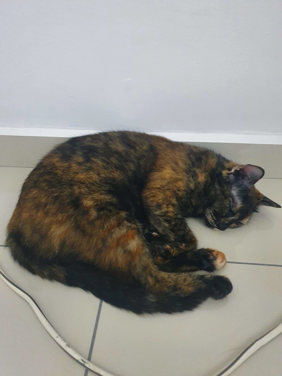 Jayjay - Tortoiseshell Cat