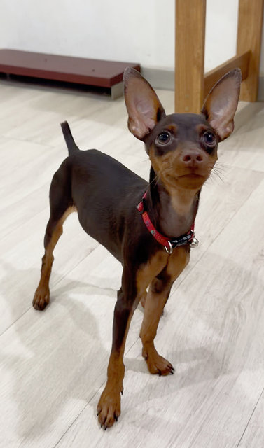 Kirin - Miniature Pinscher Dog