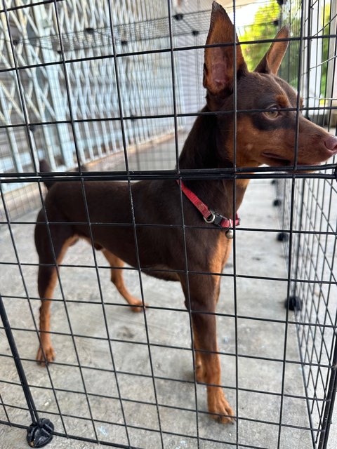 Kirin - Miniature Pinscher Dog