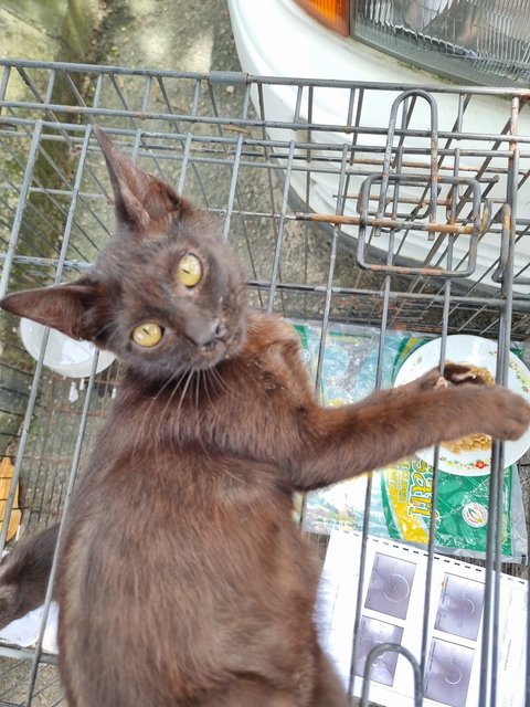 Deff - Domestic Short Hair Cat