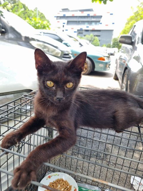Deff - Domestic Short Hair Cat