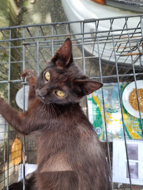 Deff - Domestic Short Hair Cat