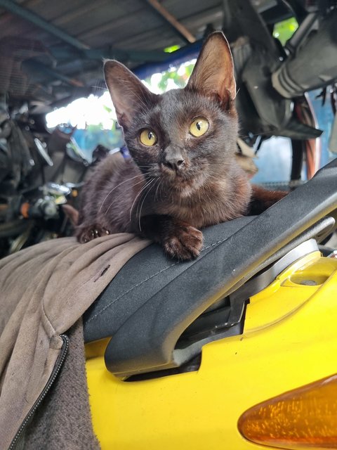 Deff - Domestic Short Hair Cat