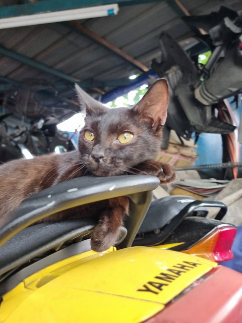 Deff - Domestic Short Hair Cat