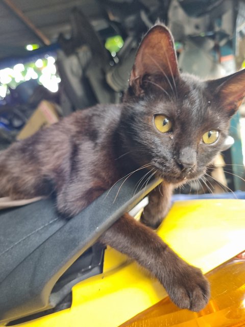 Deff - Domestic Short Hair Cat