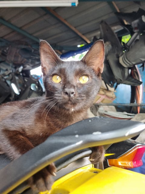Deff - Domestic Short Hair Cat