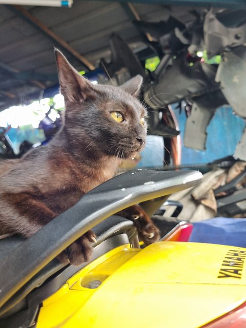 Deff - Domestic Short Hair Cat