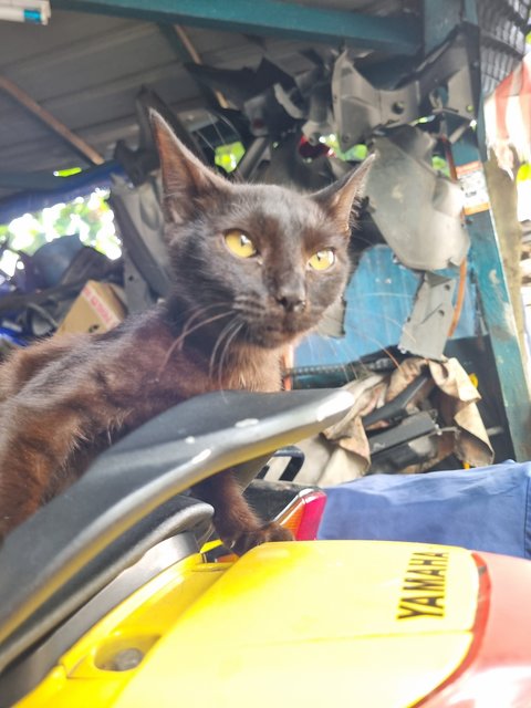 Deff - Domestic Short Hair Cat