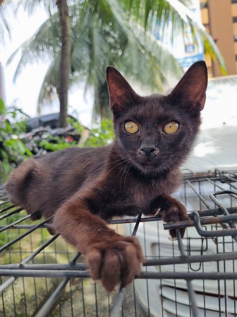 Dorna - Domestic Short Hair Cat