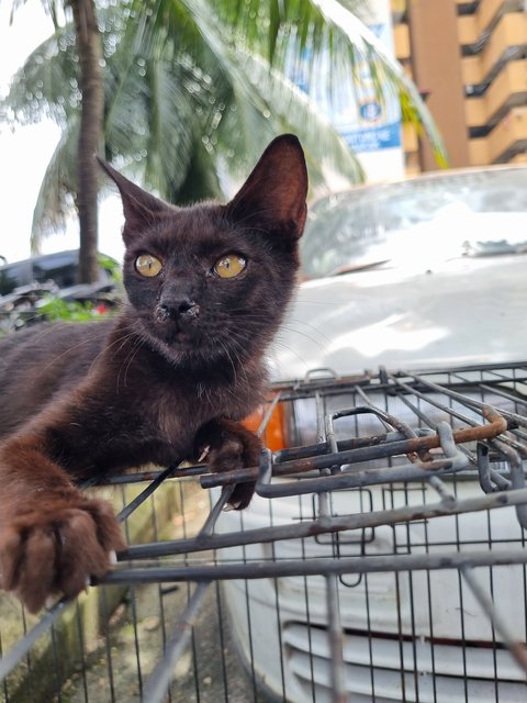 Dorna - Domestic Short Hair Cat