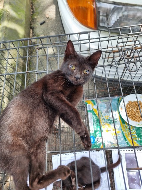 Dorna - Domestic Short Hair Cat