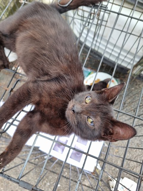 Dorna - Domestic Short Hair Cat