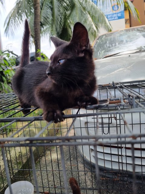 Dorna - Domestic Short Hair Cat