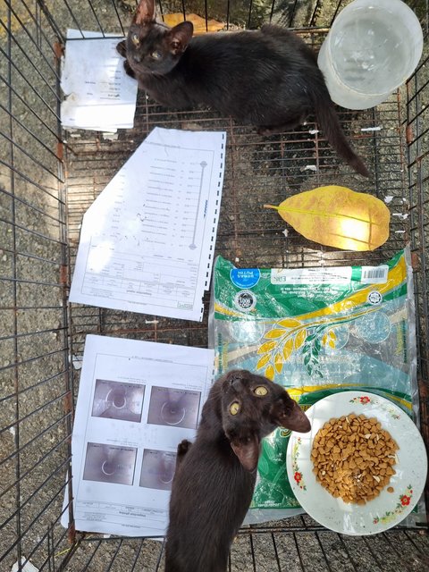 Dorna - Domestic Short Hair Cat
