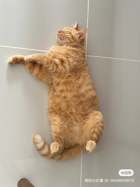 Honey - Domestic Medium Hair Cat