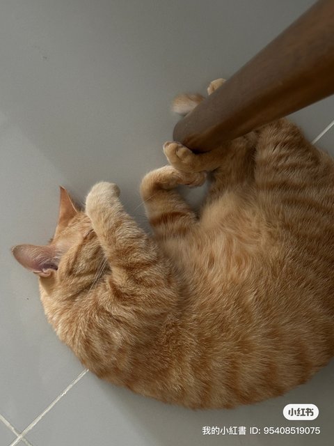 Honey - Domestic Medium Hair Cat