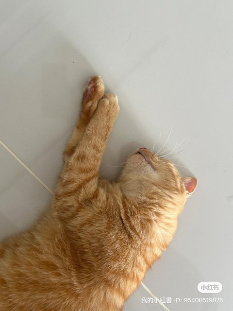 Honey - Domestic Medium Hair Cat