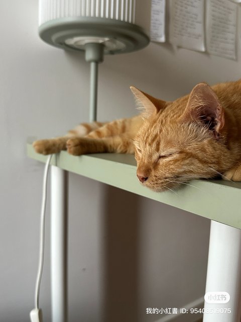 Honey - Domestic Medium Hair Cat