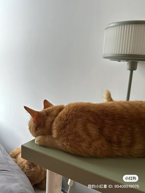 Honey - Domestic Medium Hair Cat