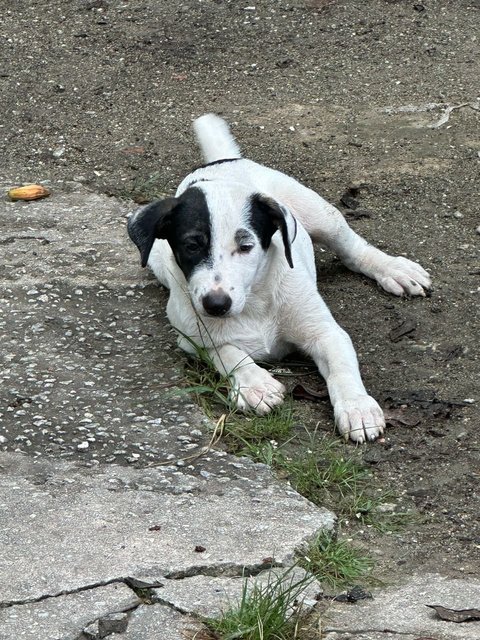 Fifi - Mixed Breed Dog