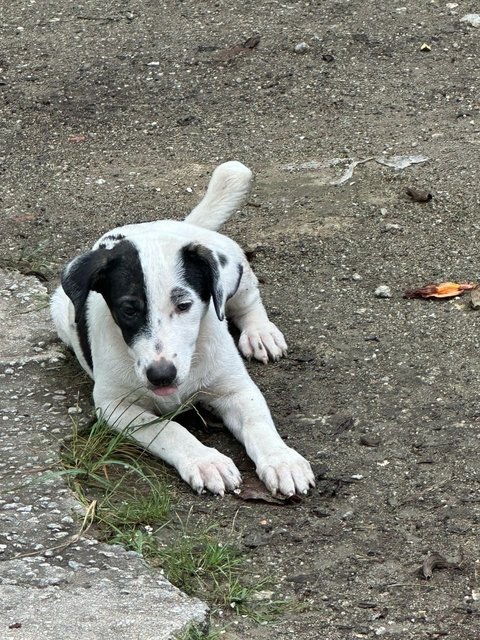 Fifi - Mixed Breed Dog