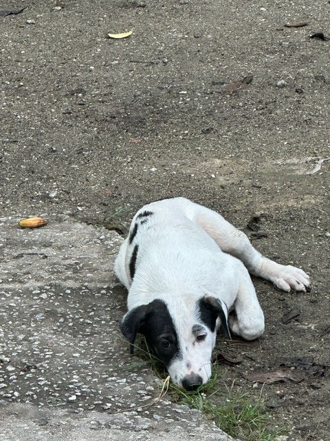 Fifi - Mixed Breed Dog