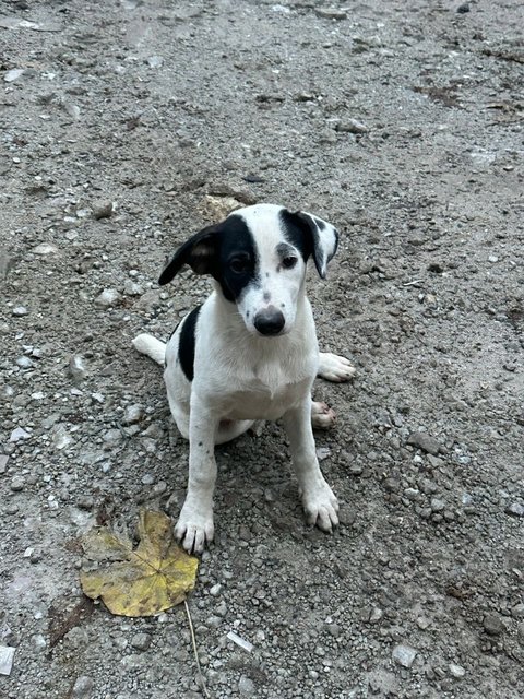 Fifi - Mixed Breed Dog