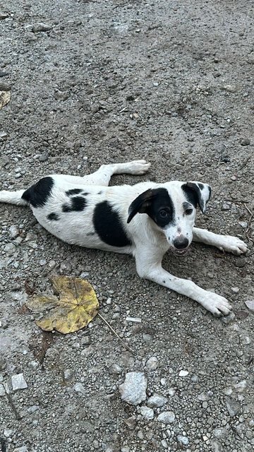 Fifi - Mixed Breed Dog