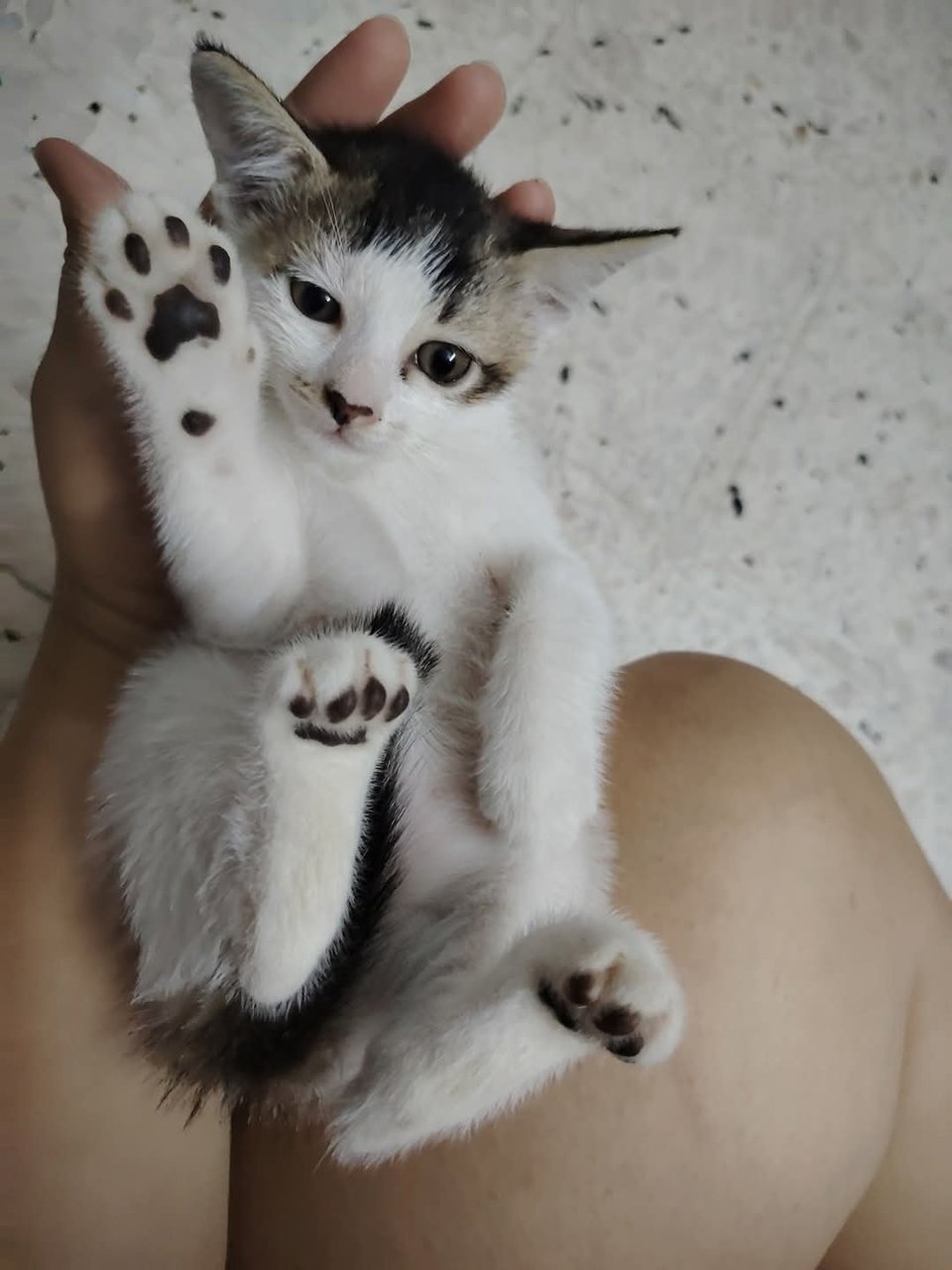 Nini Nana  - Domestic Short Hair Cat