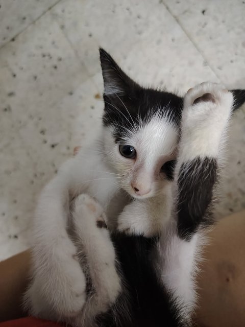Nini Nana  - Domestic Short Hair Cat