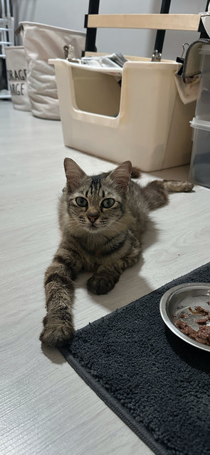 Bella - Domestic Medium Hair Cat