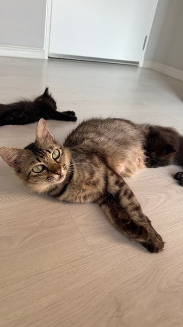 Bella - Domestic Medium Hair Cat