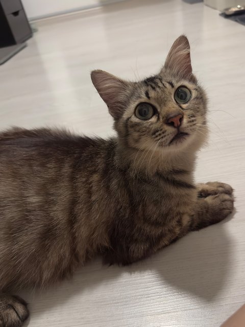 Bella - Domestic Medium Hair Cat
