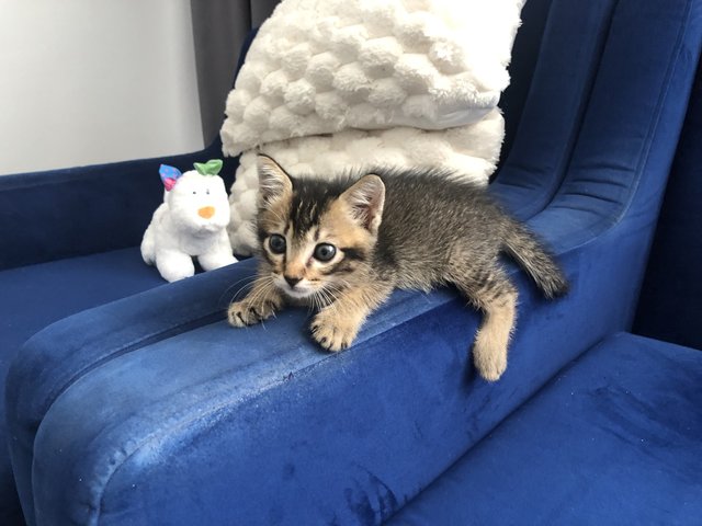 Monkey  - Domestic Medium Hair Cat