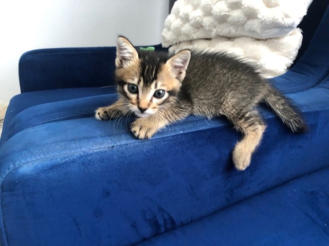 Monkey  - Domestic Medium Hair Cat