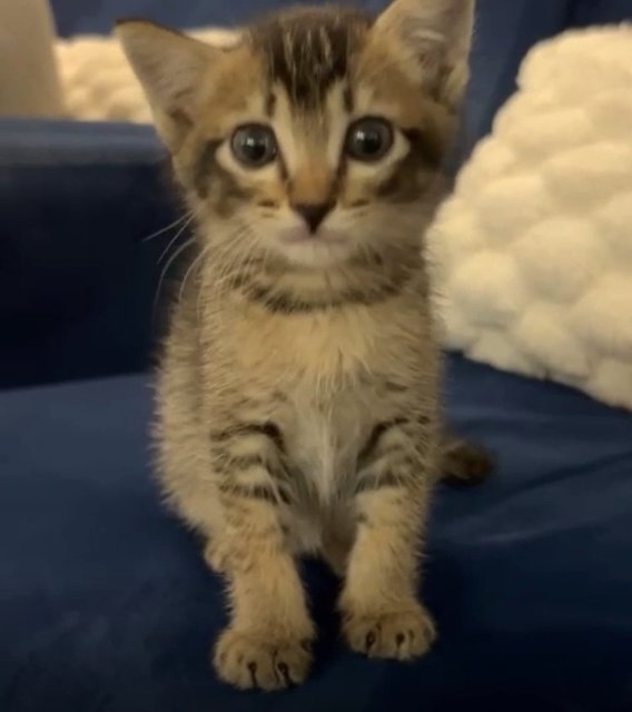 Monkey  - Domestic Medium Hair Cat
