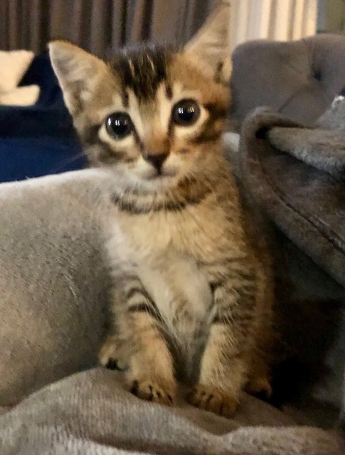 Monkey  - Domestic Medium Hair Cat