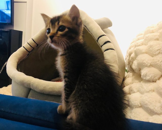 Monkey  - Domestic Medium Hair Cat