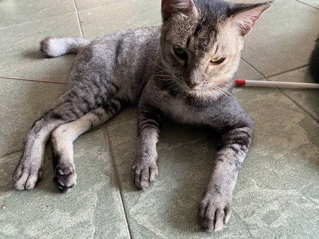PF140891 - Domestic Short Hair Cat