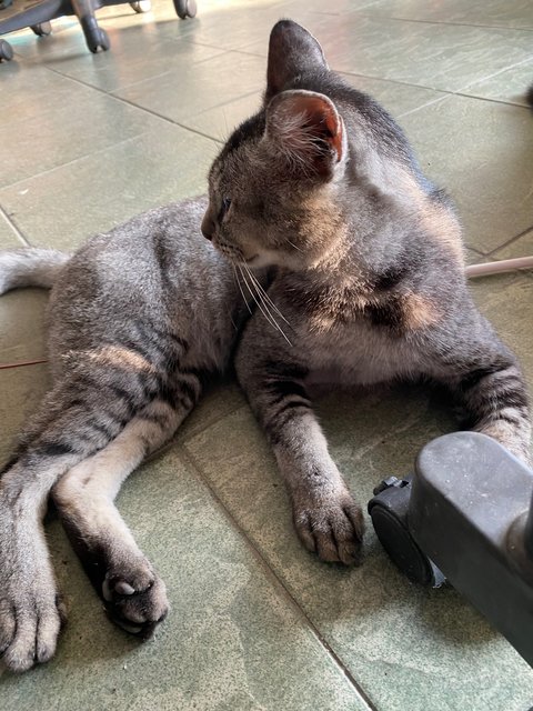 PF140891 - Domestic Short Hair Cat